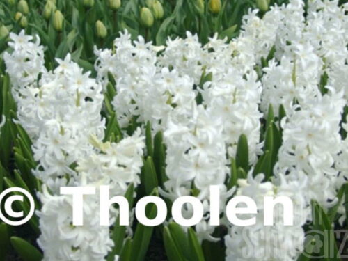 Hyacinthus White Pearl, Hyazinthe