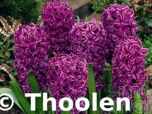 Hyacinthus Purple Sensation, Hyazinthe