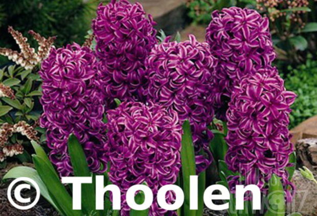Hyacinthus Purple Sensation, Hyazinthe