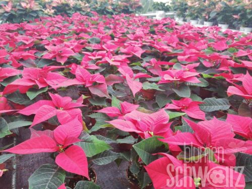 Euphorbia pulch. - Mini-Weihnachtsstern