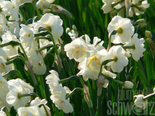 Narcissus Bridal Crown, Topfosterglocke