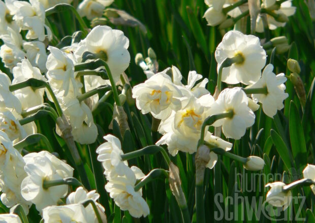 Narcissus Bridal Crown, Topfosterglocke
