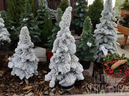 Bäumchen klein, weiß, gebunden