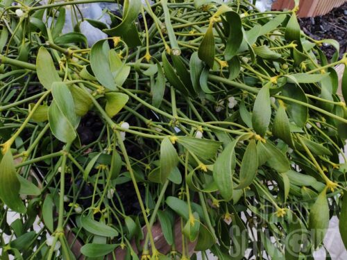 Mistel Handbund 200-250g