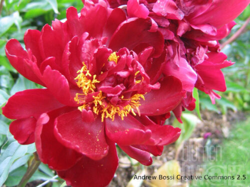 Paeonia, rot grßbl.gef. Pfingstrose