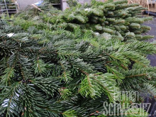 Zweig Nordmanntanne, groß, dick