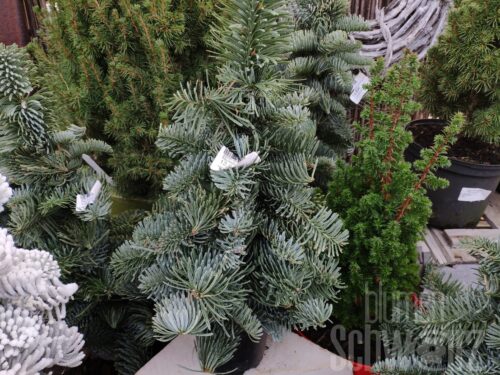 Bäumchen groß, grün, gebunden