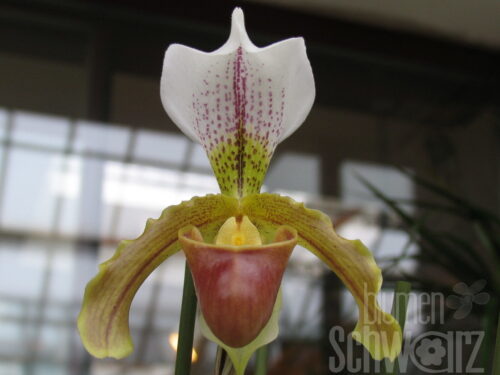 Paphiopedilum weiße Blüte