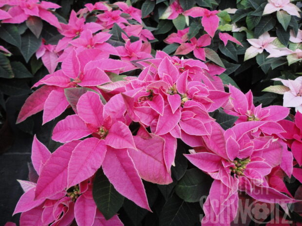 Euphorbia Princettia, Weihnachtsstern 12er Topf