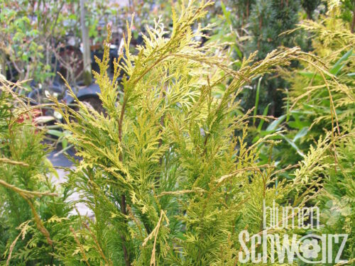 Chamaecyparis law. Star Dust T17 - Gelbe Scheinzypresse