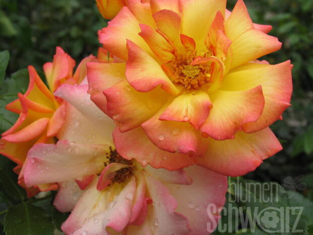 Rosa Hybr. div. Sorten Sonderpreis