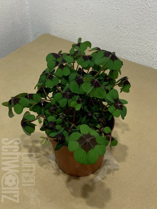 Oxalis, Glücksklee, groß geschmückt