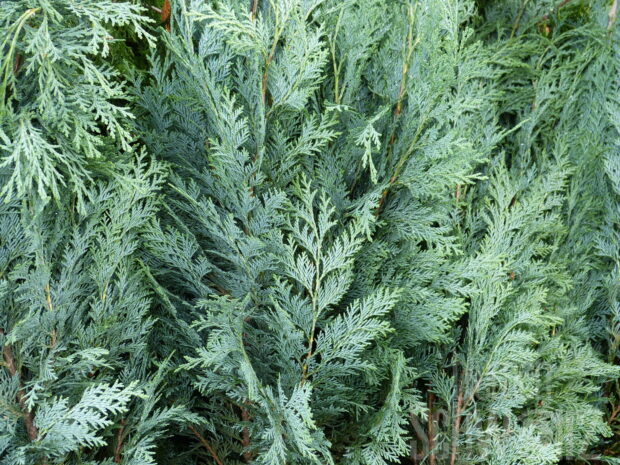Chamaecyparis law. Columnaris Glauca T17 - Blaue Säulen-Scheinzypresse