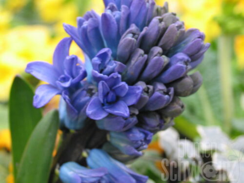 Hyazinthus, Hyazinthe 1 Knolle