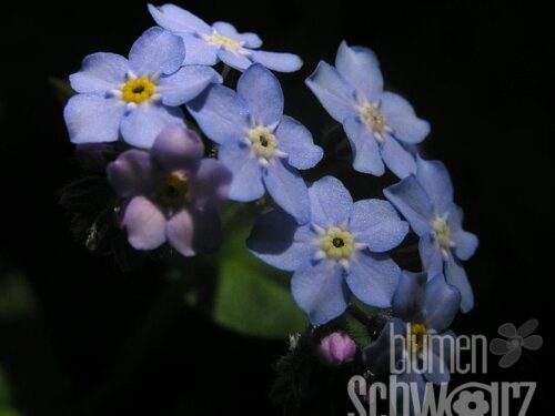 Myosotis, Vergißmeinnicht