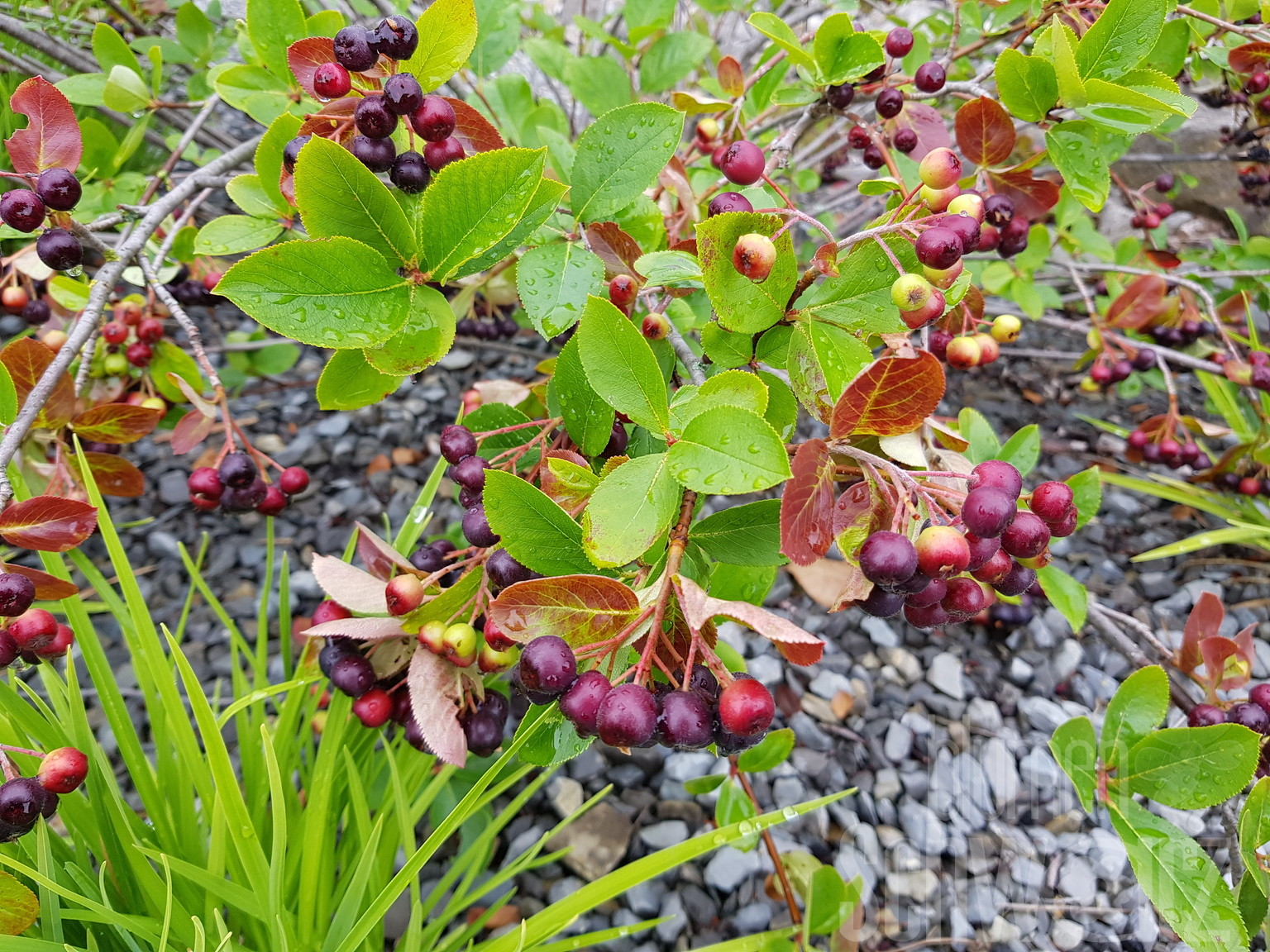 Aronia mel. -Nero- T17 - Essbare Apfelbeere - Blumen Schwarz