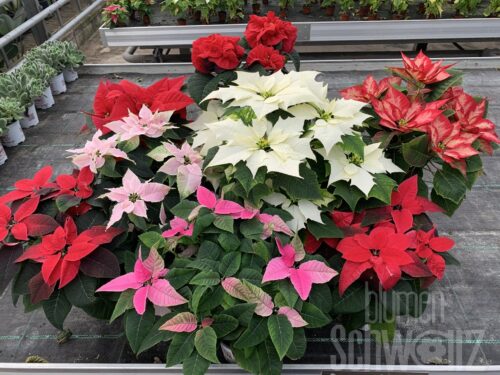 Euphorbia pulcherima