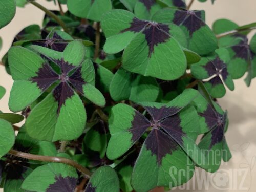 Oxalis, Glücksklee, dekoriert mit Feger