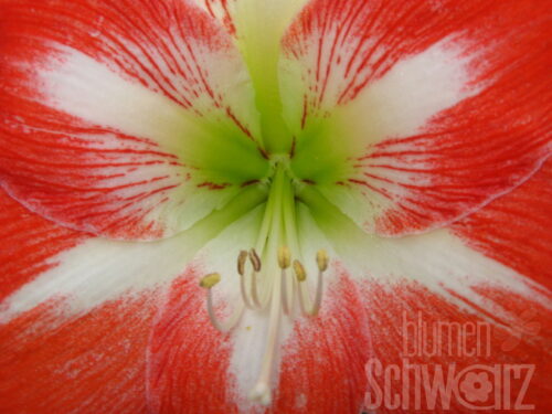 Hippeastrum Minerva, Amaryllis