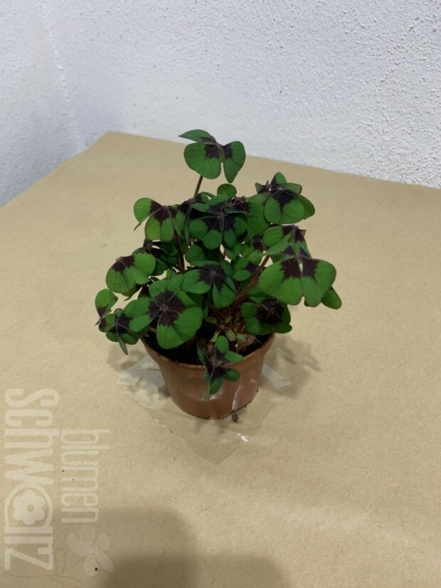 Oxalis, Glücksklee, ungeschmückt, mini