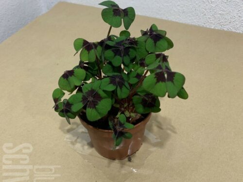 Oxalis, Glücksklee, ungeschmückt, T7