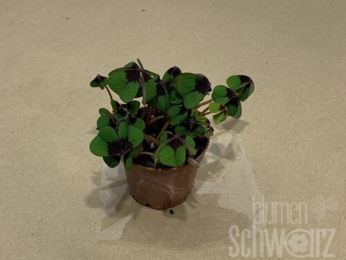 Oxalis,Glücksklee, ungeschmückt, midi