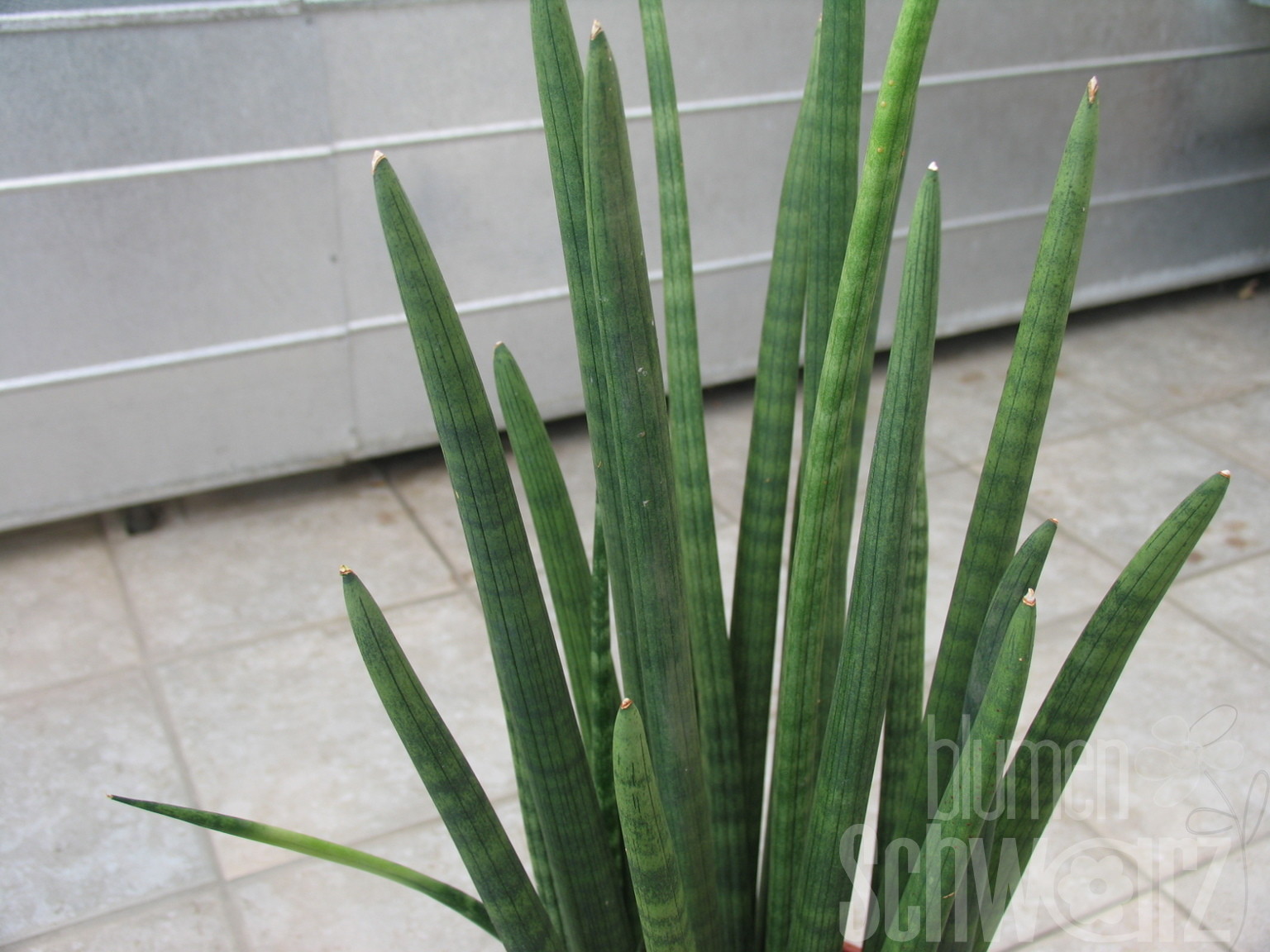 Sansevieria cylindrica Fernwood Mikado T12 - Blumen Schwarz