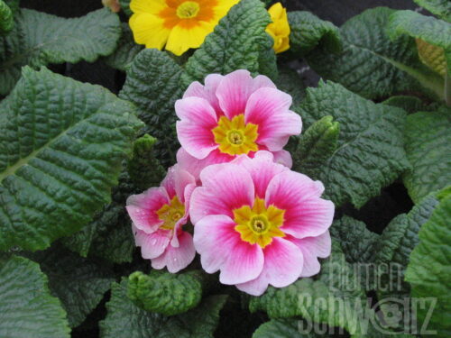 Primula acaulis, Primel