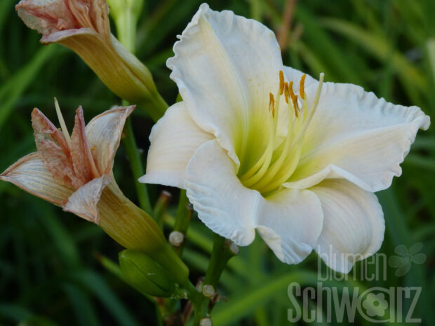 Hemerocallis Dads best White - Weiße Taglilie