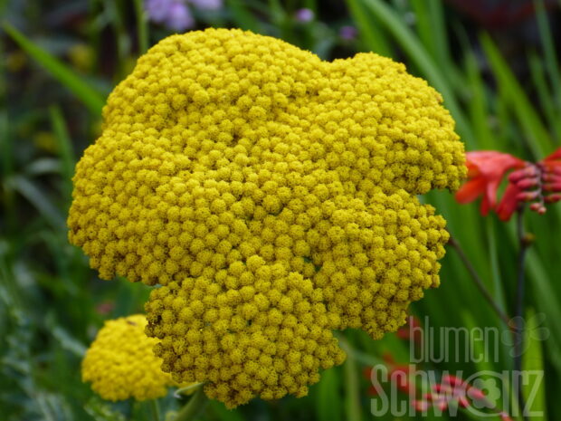 Achillea fil. Cloth of Gold - Hohe gelbe Schafgarbe