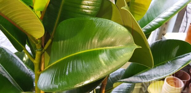 Ficus elastica rosa-grünes Blatt T10