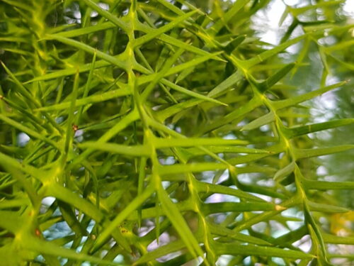 Araucaeria cunninghamii, Zimmertanne