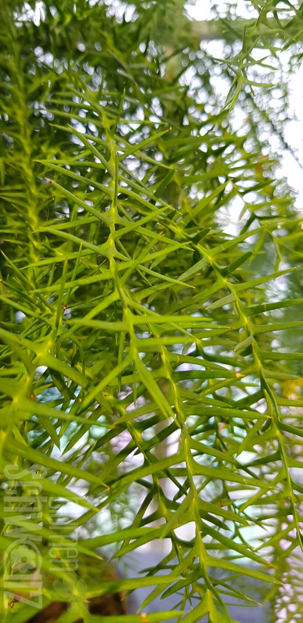 Araucaeria cunninghamii, Zimmertanne