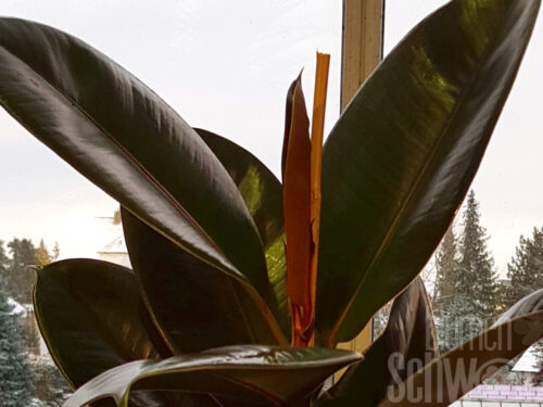 Ficus elastica