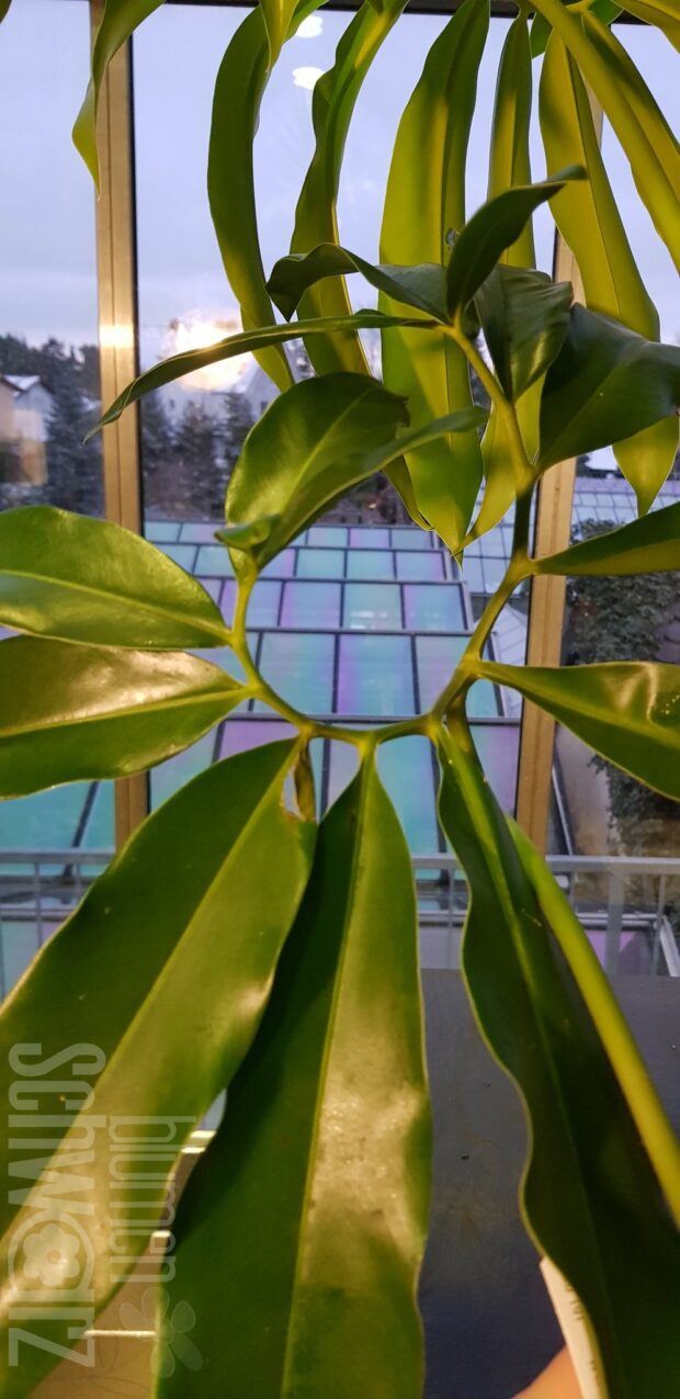 Philodendron pedatum T27 H160