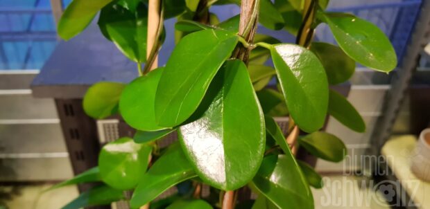 Hoya i.Sorten Pyramide