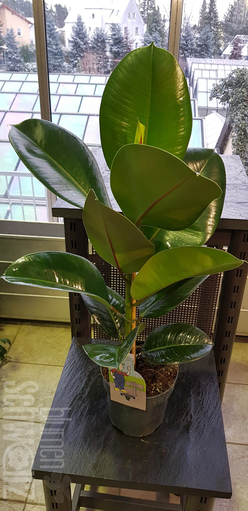 Ficus elastica Robusta - Blumen Schwarz