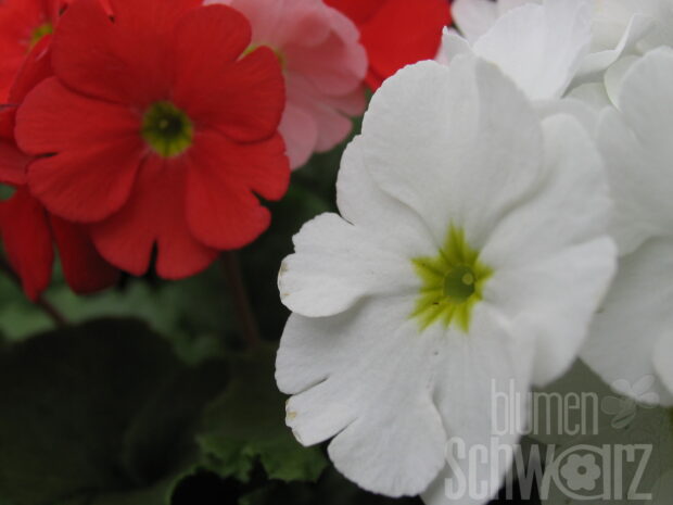 Primula obconica,Zimmerprimel