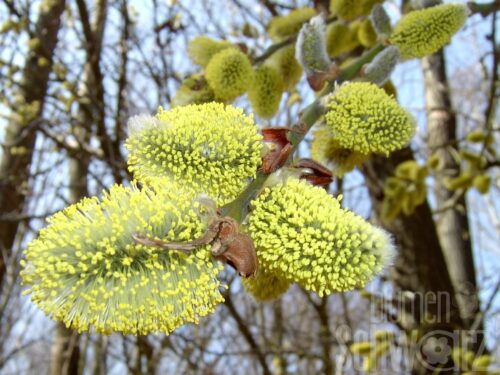 Salix caprea pendula
