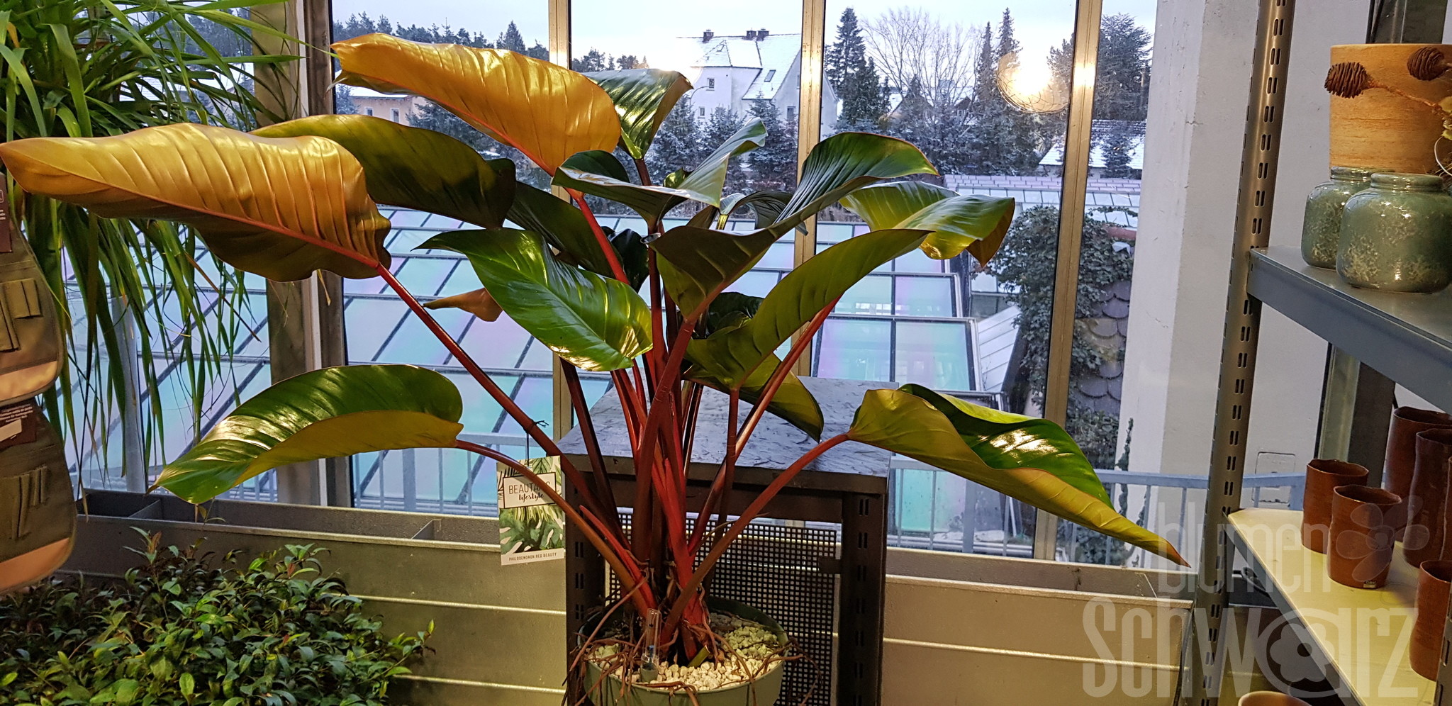 Philodendron Red Beauty - Blumen Schwarz