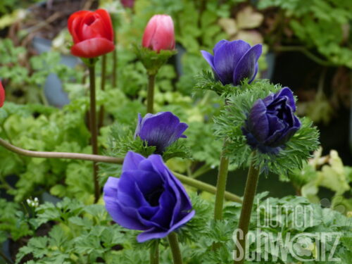 Anemone coronaria, Kronenanemone