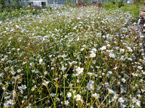 Androsace septentrionalis, Nördl.Mannschild