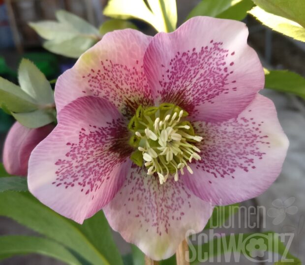 Helleborus orientalis, rosa-pink, T12
