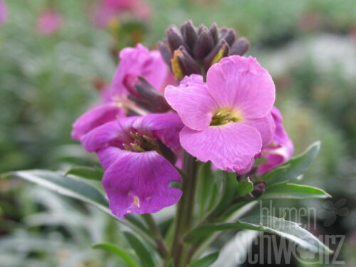 Erysimum, Goldlack, 12er Topf
