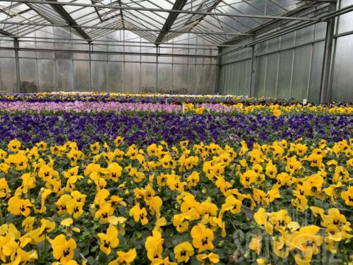 Viola cornuta - 2er Hornveilchen T10