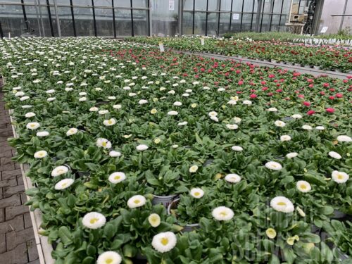 Bellis Gänseblümchen