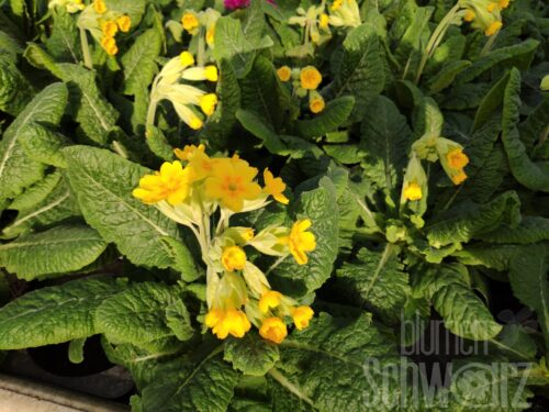 Primula veris, Schlüsselblume