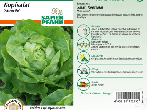 Kopfsalat Attraktion