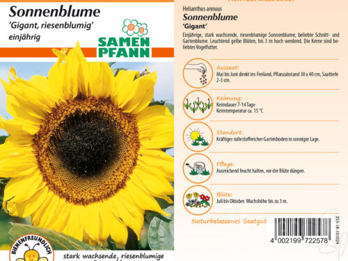 Sonnenblumen Gigant