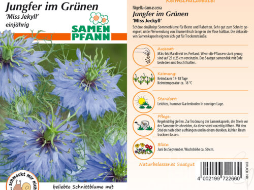 Jungfer im Grünen Blau